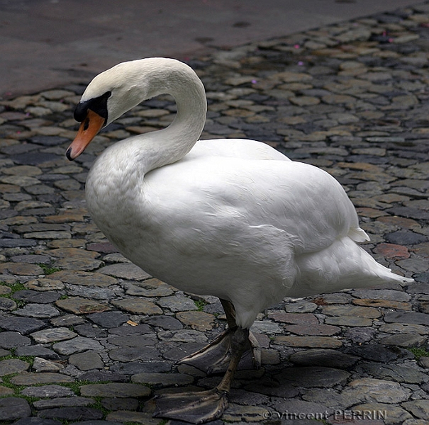 Le cygne.jpg